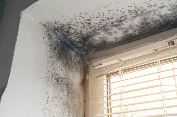 Affordable Attic Mold Remediation solutions in Eldorado Springs, CO